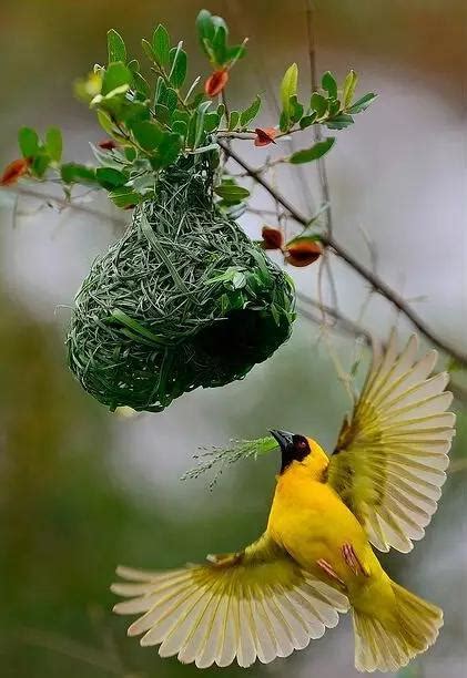 有鳥來家裡築巢|【家裡有鳥築巢】鳥巢報喜！1個跡象代表家宅運勢大。